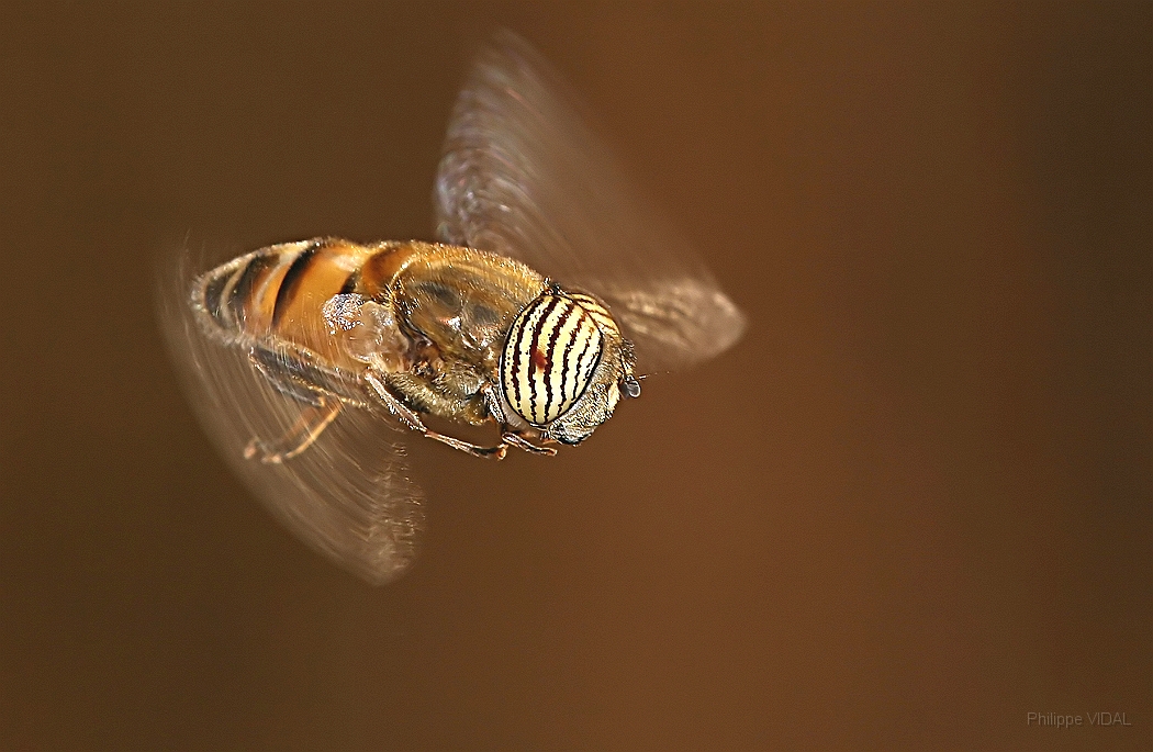 IMG_3156_r_f (2).jpg